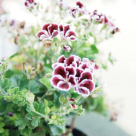 Gardenia Rooms Saranda Kültér fotó